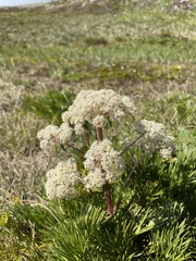 Aciphylla glacialis
