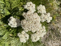 Aciphylla glacialis