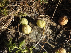 Blumenbachia insignis