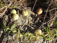 Blumenbachia insignis