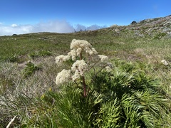 Aciphylla glacialis