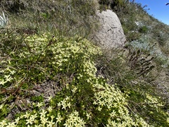 Stackhousia pulvinaris
