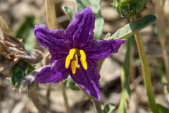 Solanum esuriale