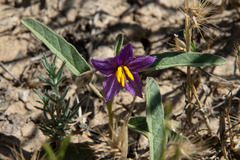Solanum esuriale