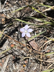 Wahlenbergia luteola