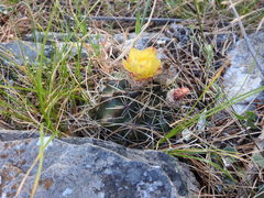 Parodia mammulosa