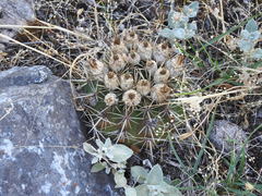 Parodia mammulosa