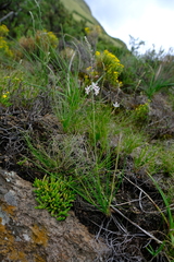 Trachyandra asperata