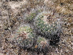 Echinofossulocactus ochoterenaus