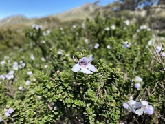 Prostanthera cuneata