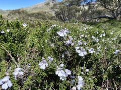 Prostanthera cuneata