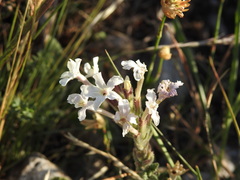 Glandularia platensis