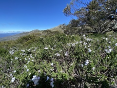Prostanthera cuneata