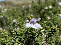Prostanthera cuneata