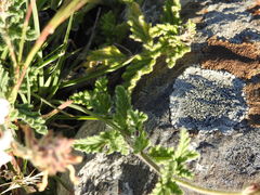 Glandularia platensis