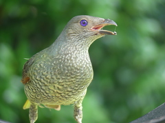 Satin Bowerbird photo 2