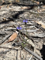 Comesperma calymega