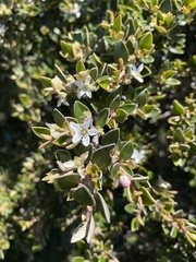 Nematolepis ovatifolia