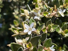 Nematolepis ovatifolia