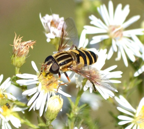Narrow-headed Marsh Fly