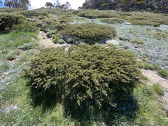 Nematolepis ovatifolia