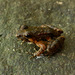Mantidactylus jonasi - Photo (c) John Sullivan, algunos derechos reservados (CC BY-NC), subido por John Sullivan