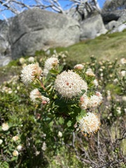 Pimelea ligustrina ciliata