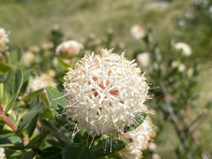 Pimelea ligustrina ciliata