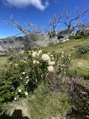 Pimelea ligustrina ciliata