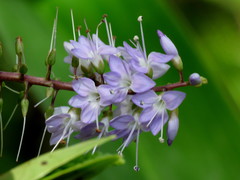 Veronica ligustrifolia