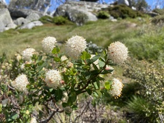 Pimelea ligustrina ciliata