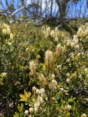Orites lancifolius