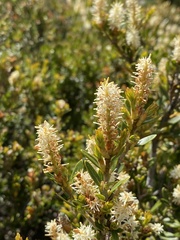 Orites lancifolius