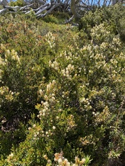 Orites lancifolius