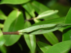 Veronica ligustrifolia