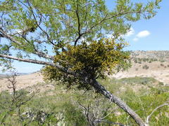 Phoradendron bolleanum