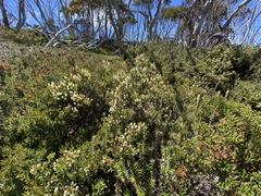 Orites lancifolius