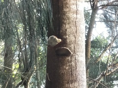 Fungi