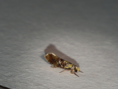 Monopis chrysogramma