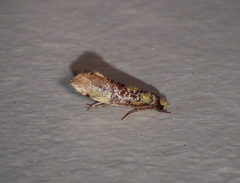 Monopis chrysogramma