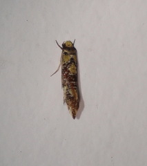 Monopis chrysogramma