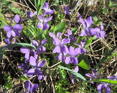 Viola ambigua