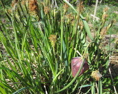 Carex cespitosa