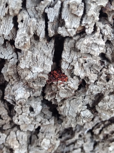 Sycamore Borer Moth photo 2