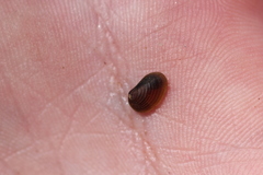 Cyzicidae