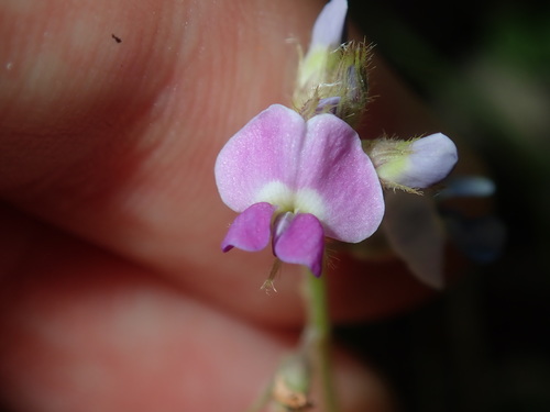Image of Rusty Glycine (Glycine tomentella) by (c) Thomas Mesaglio, some rights reserved (CC BY)