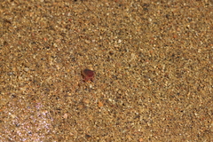 Cyzicidae