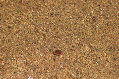 Cyzicidae