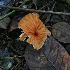 Marasmius berteroi