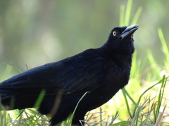 Quiscalus mexicanus